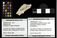 Foto (Objekt + Etiketten) von Cracensigillatus acutirostris (Moericke, 1889) 